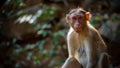 Cute Looking Monkey starring Royalty Free Stock Photo