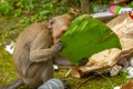 A monkey looks for food from a pile of garbage dumped by humans