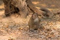 A Monkey Looks for Handouts near Angkor Wat, Cambodia