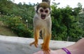 Monkey looks happy