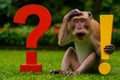 Monkey looks at red question mark and yellow exclamation point on grass, appearing curious Royalty Free Stock Photo