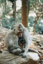 Monkey love together Royalty Free Stock Photo