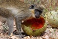 Monkey lunch Royalty Free Stock Photo