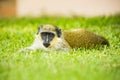 A monkey lying in the grass