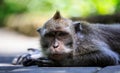 Monkey lying on the ground seen in close up