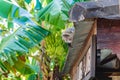 Monkey lying on a roof with green bananas on background