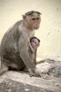 Monkey Macaca Family in Indian Town Royalty Free Stock Photo