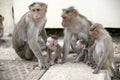 Monkey Macaca Family in Indian Town Royalty Free Stock Photo