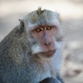 Monkey - macaca fascicularis Royalty Free Stock Photo