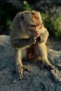 A monkey Macaca fascicularis with funny expression
