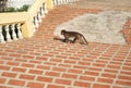 Monkey (Macaca mulatta) walk on temple steps.