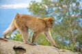 Monkey Macaca sylvanus in the wild on the Gibraltar peninsula