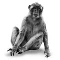 Monkey macaca on white