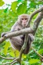 Monkey(Macaque)