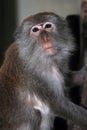 Monkey Macaque, Railay, Krabi, Thailand