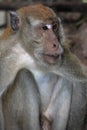 Monkey Macaque, Railay, Krabi, Thailand
