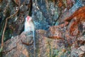 Monkey macaque sits on a rock and yawns.