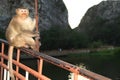 Monkey macaque sitting on the bridge with mountain in background. Royalty Free Stock Photo