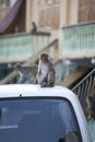 Monkey, macaque sitting on the roof of a car on a city street Royalty Free Stock Photo