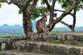 A monkey. A macaque. A wild monkey. Royalty Free Stock Photo
