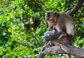 Monkey macaques eating sunflower seed Royalty Free Stock Photo