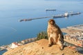 A monkey magot is sitting and looking to the up. Strait of Gibraltar.