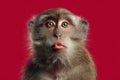 Monkey Making Kissy Face on Bright Red Background Royalty Free Stock Photo