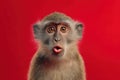 Monkey Making Kissy Face on Bright Red Background Royalty Free Stock Photo