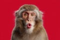 Monkey Making Kissy Face on Bright Red Background Royalty Free Stock Photo
