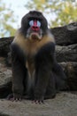 monkey (mandrill) in a zoo in berlin (germany) Royalty Free Stock Photo
