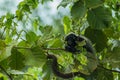 Monkey on the Marimbus wetland, in Chapada Diamantina Royalty Free Stock Photo