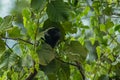 Monkey on the Marimbus wetland, in Chapada Diamantina Royalty Free Stock Photo