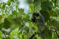 Monkey on the Marimbus wetland, in Chapada Diamantina Royalty Free Stock Photo