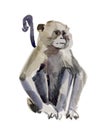Monkey (marmoset) Royalty Free Stock Photo