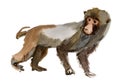 Monkey (marmoset) Royalty Free Stock Photo
