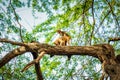 Monkey mating on the tree