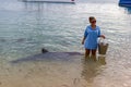 Monkey Mia, Australia - April 15, 2015- wild dolphins near the shore get in touch with humans on famous Monkey Mia beach