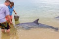 Monkey Mia, Australia - April 15, 2015- wild dolphins near the shore get in touch with humans on famous Monkey Mia beach