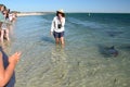 Monkey Mia dolphin experience. Shark Bay. Western Australia