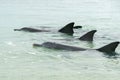 Monkey mia dolphins near the shore Royalty Free Stock Photo