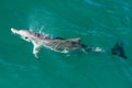 Monkey mia dolphins near the shore Royalty Free Stock Photo