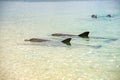 Monkey mia dolphins near the shore Royalty Free Stock Photo