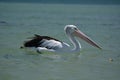 Pelican. Monkey Mia. Shark Bay. Western Australia