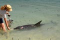 A ranger feeding a bottlenose dolphin. Monkey Mia. Shark Bay. Western Australia