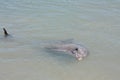 Monkey Mia, Shark Bay, Western Australia