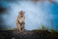 Monkey in the mist Royalty Free Stock Photo