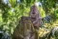 Monkey on a monkey Royalty Free Stock Photo