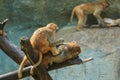 Monkey,monkey in zoo, Long-tailed macaque, Crab-eating macaque. Royalty Free Stock Photo