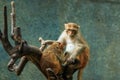 Monkey,monkey in zoo, Long-tailed macaque, Crab-eating macaque. Royalty Free Stock Photo