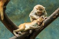 Monkey,monkey in zoo, Long-tailed macaque, Crab-eating macaque. Royalty Free Stock Photo